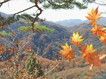 澳門一肖一碼，揭秘準(zhǔn)確預(yù)測背后的秘密（100%準(zhǔn)確率真的存在嗎？）