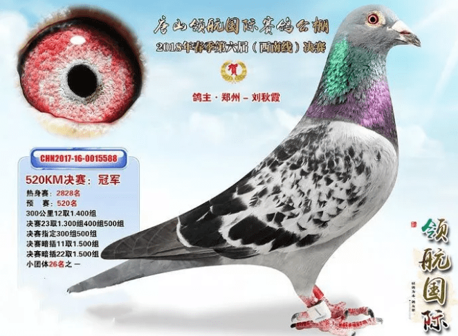 和平公棚春棚最新公告，推動農(nóng)業(yè)可持續(xù)發(fā)展與生態(tài)和諧共融