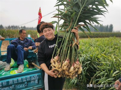 今日安丘大姜最新價格，市場走勢深度解析