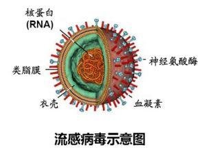 河南地區(qū)關(guān)于H7N9的最新消息，深度分析與展望（2017年）